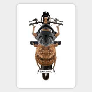 Weevil Knievel Magnet